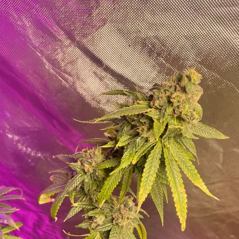 Unknown strain growlog timeline photo