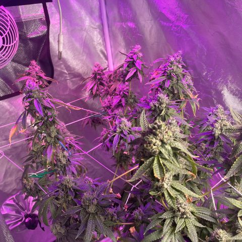 Unknown strain growlog timeline photo