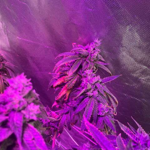 Unknown strain growlog timeline photo