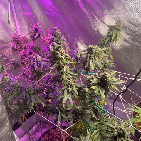 Unknown strain growlog timeline photo