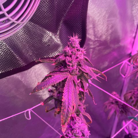 Unknown strain growlog timeline photo