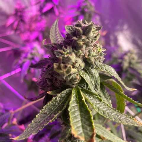 Unknown strain growlog timeline photo