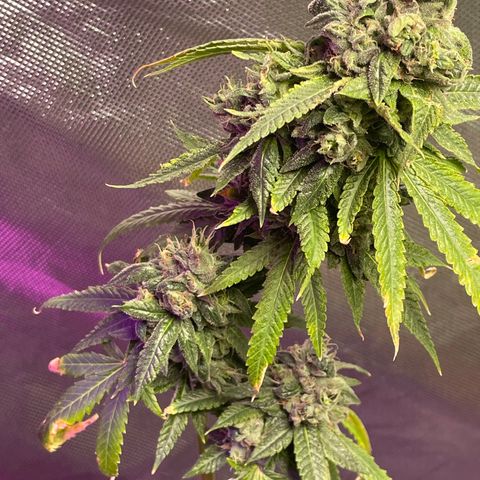 Unknown strain growlog timeline photo