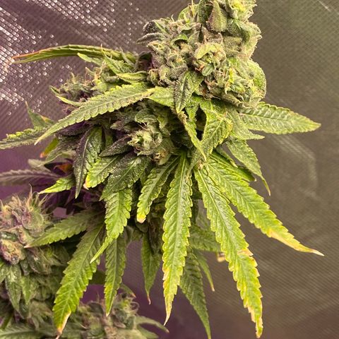Unknown strain growlog timeline photo
