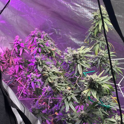 Unknown strain growlog timeline photo