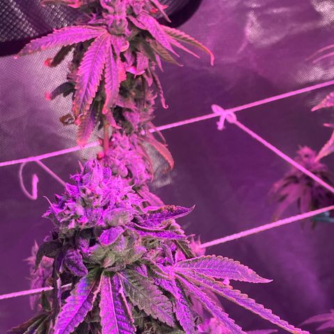 Unknown strain growlog timeline photo