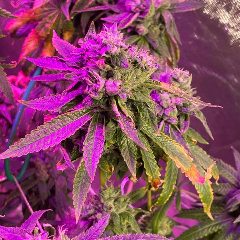 Unknown strain growlog timeline photo