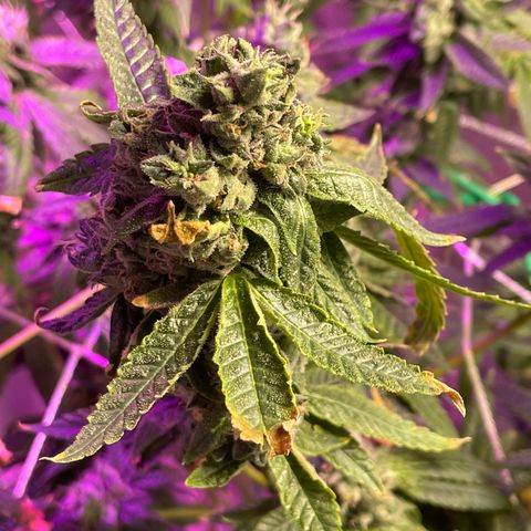 Unknown strain growlog timeline photo