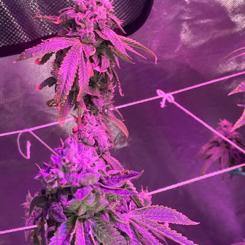 Unknown strain growlog timeline photo