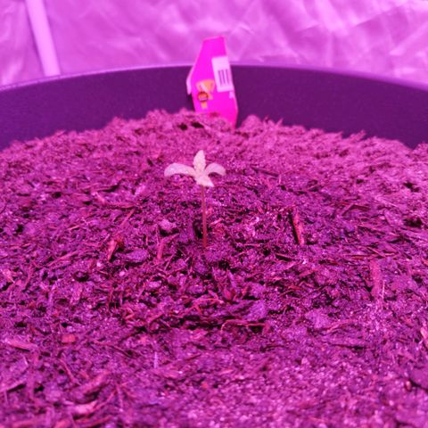 Amnesia Haze growlog timeline photo