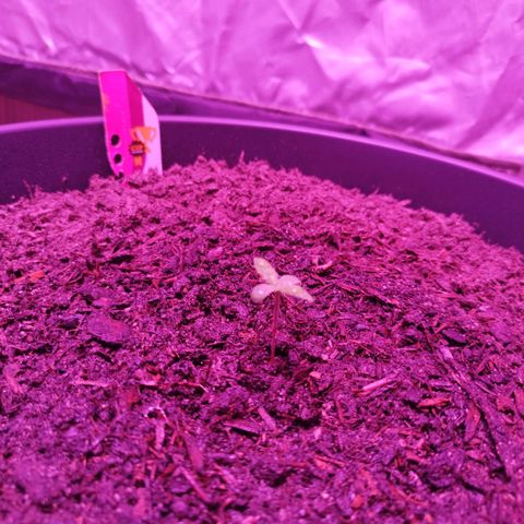Amnesia Haze growlog timeline photo