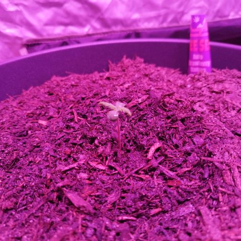 Strawberry Banana Auto growlog timeline photo