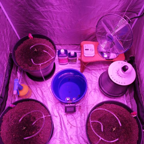 Strawberry Banana Auto growlog timeline photo