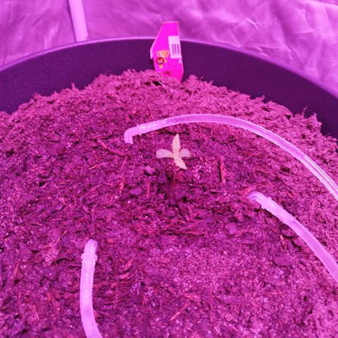 Amnesia Haze growlog timeline photo