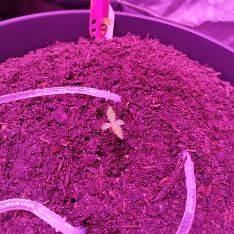 Amnesia Haze growlog timeline photo