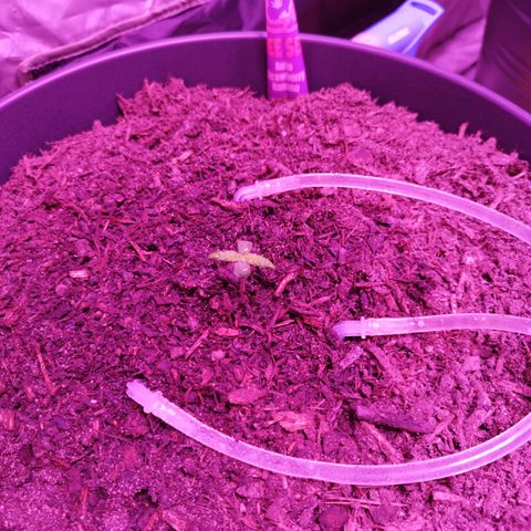 Strawberry Banana Auto growlog timeline photo