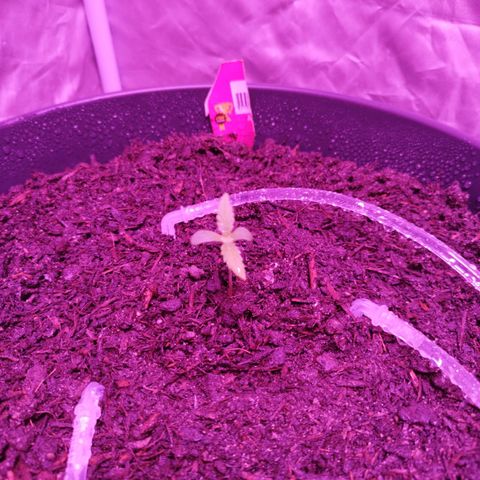 Amnesia Haze growlog timeline photo