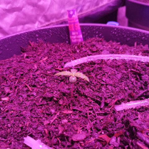 Strawberry Banana Auto growlog timeline photo