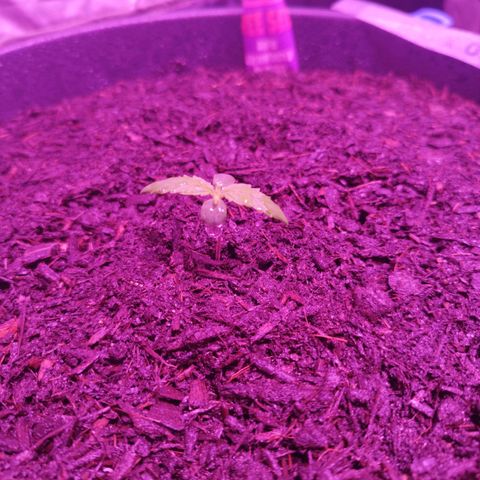 Strawberry Banana Auto growlog timeline photo
