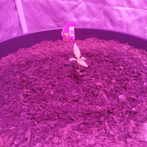 Amnesia Haze growlog timeline photo