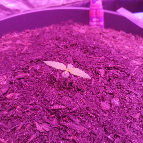 Strawberry Banana Auto growlog timeline photo