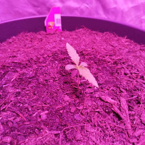 Amnesia Haze growlog timeline photo