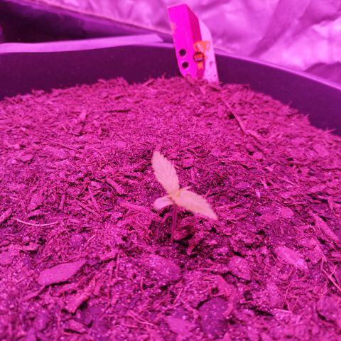 Amnesia Haze growlog timeline photo