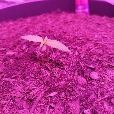 Strawberry Banana Auto growlog timeline photo