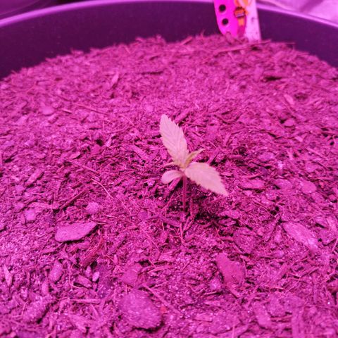 Amnesia Haze growlog timeline photo