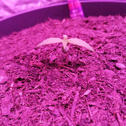 Strawberry Banana Auto growlog timeline photo