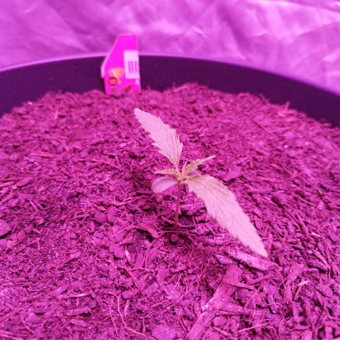 Amnesia Haze growlog timeline photo