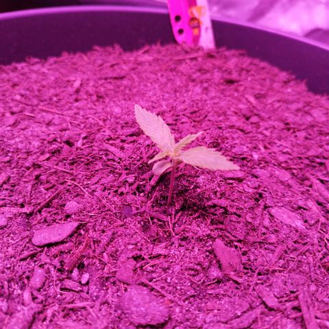 Amnesia Haze growlog timeline photo