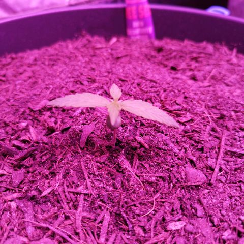 Strawberry Banana Auto growlog timeline photo