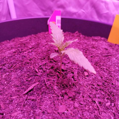 Amnesia Haze growlog timeline photo