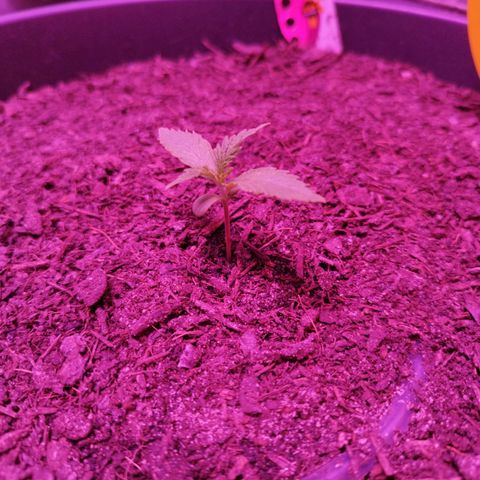 Amnesia Haze growlog timeline photo