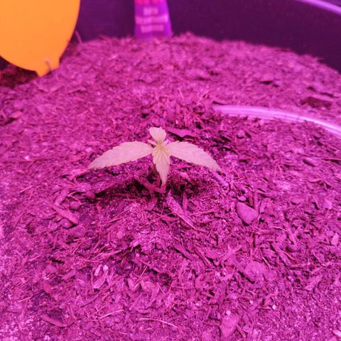 Strawberry Banana Auto growlog timeline photo