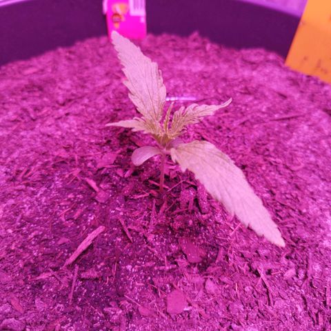 Amnesia Haze growlog timeline photo