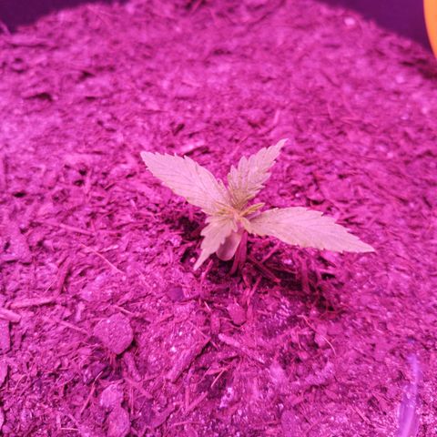 Amnesia Haze growlog timeline photo