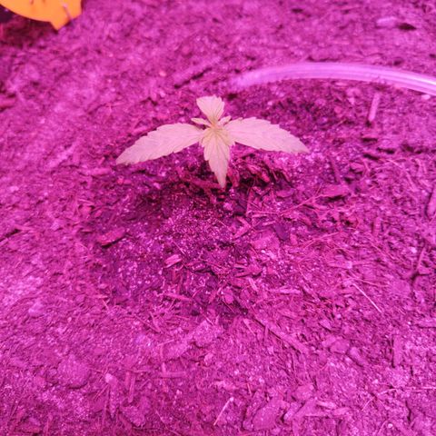 Strawberry Banana Auto growlog timeline photo