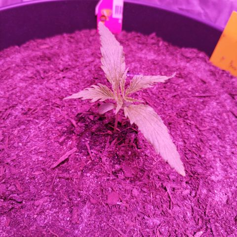 Amnesia Haze growlog timeline photo