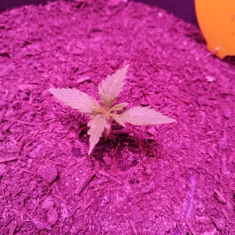 Amnesia Haze growlog timeline photo