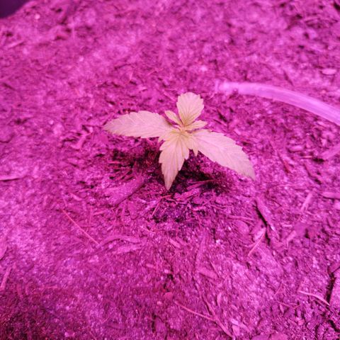 Strawberry Banana Auto growlog timeline photo