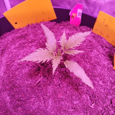 Amnesia Haze growlog timeline photo
