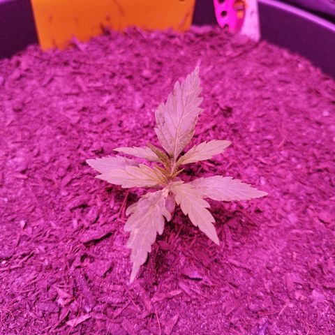 Amnesia Haze growlog timeline photo