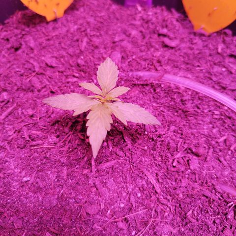 Strawberry Banana Auto growlog timeline photo