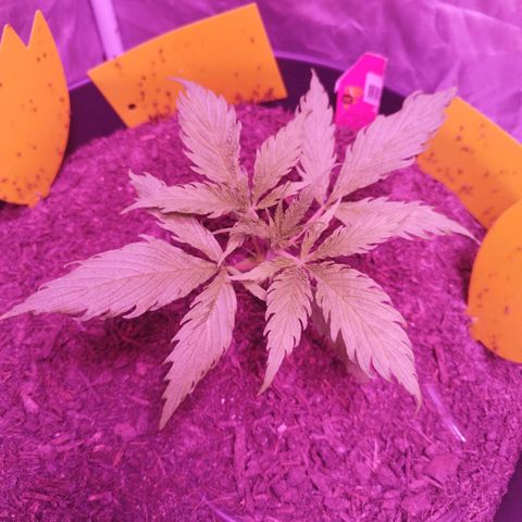 Amnesia Haze growlog timeline photo