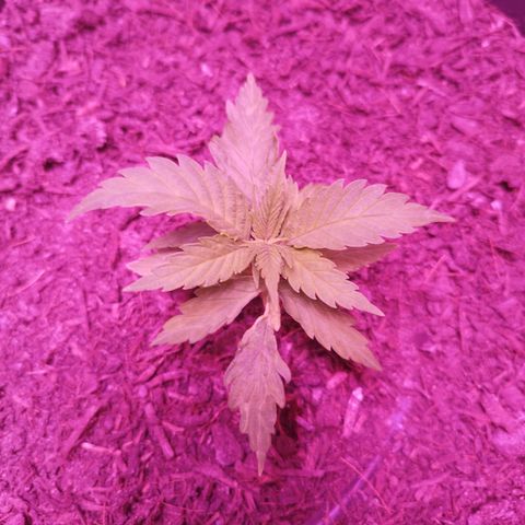 Amnesia Haze growlog timeline photo