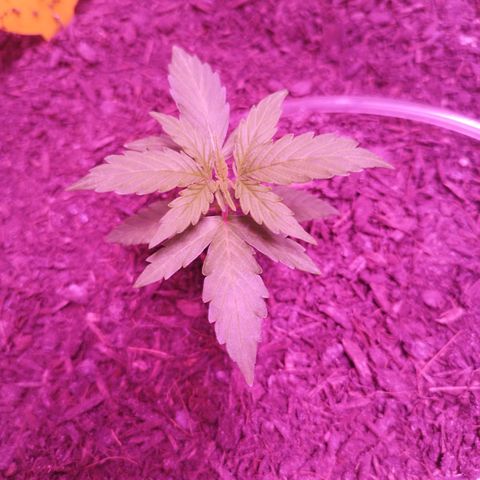 Strawberry Banana Auto growlog timeline photo