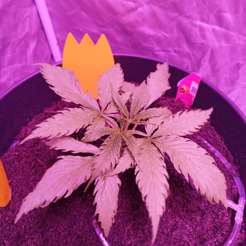Amnesia Haze growlog timeline photo