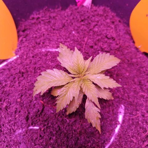 Amnesia Haze growlog timeline photo